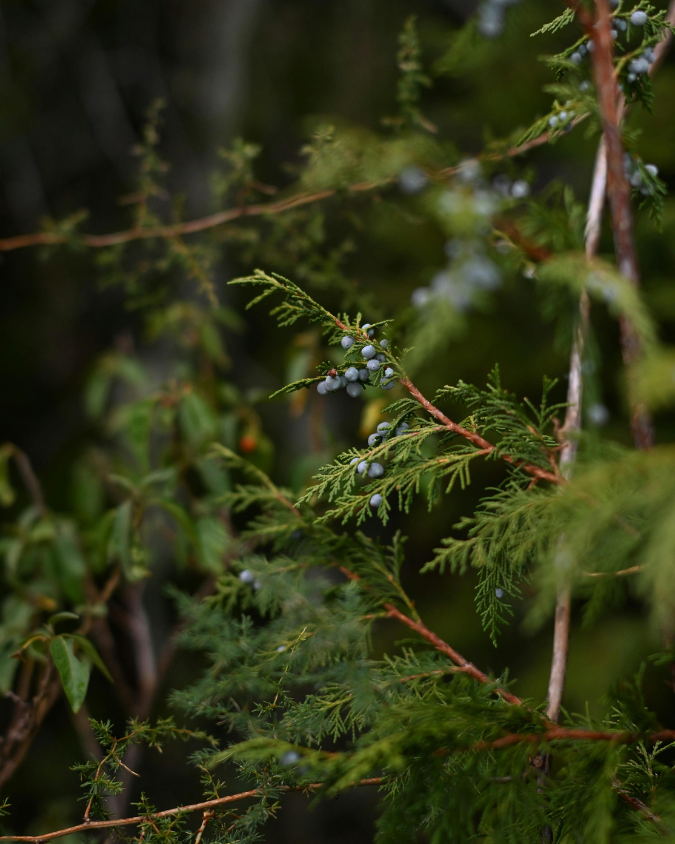 雪松與葡萄柚香氛